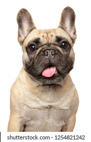 Close-up of a young French Bulldog, isolated on white background