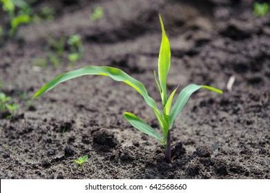 Closeup Of A Young, Freshly Germinated Corn Plant