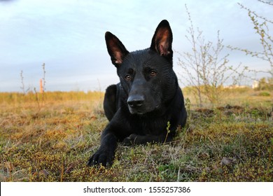 Closeup Young Funny Black Shepherd Dog Stock Photo 1555257386 ...