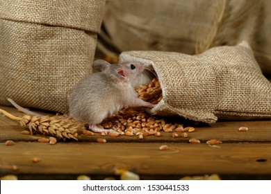 Closeup Young Gray Mouse Sits Near The Burlap Bags With Wheat On The Floor Of The Warehouse. Concept Of Rodent Control. 