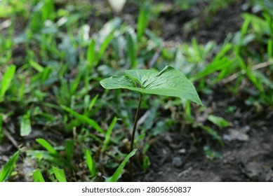Close-up of a young green leaf emerging from garden soil. Shallow depth of field highlights texture and natural growth, symbolizing vitality and environmental renewal.