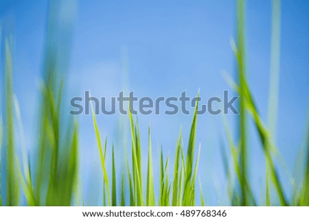 Image, Stock Photo Close-up of reed on the lake shore