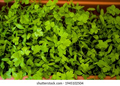 Close-up Of Young Green Parsley Planted In A Seed Container.  Photo View From The Top.