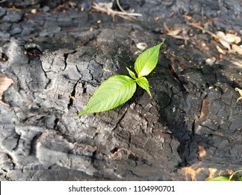 The Close-up Of Young Green Sprout After Fire. New Life Concept