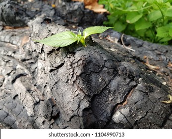 The Close-up Of Young Green Sprout After Fire. New Life Concept