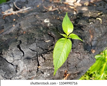 The Close-up Of Young Green Sprout After Fire. New Life Concept