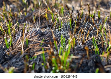 The Close-up Of Young Green Sprout After Fire. New Life Concept