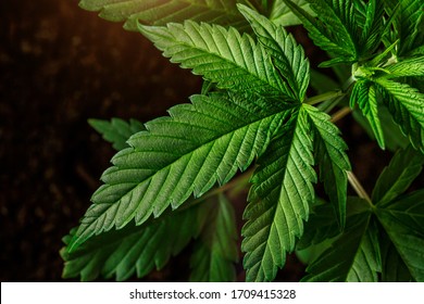  Close-up young hemp. Cannabis is a standoff between a drug and a medicine.growing organic cannabis background herb on the farm