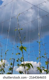 Close-up Of Young Hop Stalk On A Special Thread On A Field With Hops, Brewing Farming.