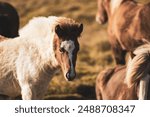 Close-up of a young Icelandic horse among other Icelandic horses. It is looking directly into the camera.