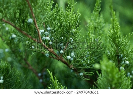 close-up of young juniper berries. selective focus, macro. Medicinal plant and evergreen tree - the common juniper