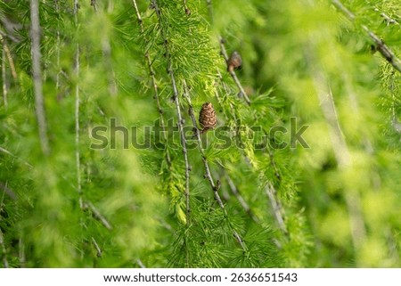 Close-up of a young larch cone on a green branch with fresh spring needles, showing detail of Larix decidua in natural light, photographed near Ždiar, Slovakia.