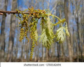 quercus prinus flower