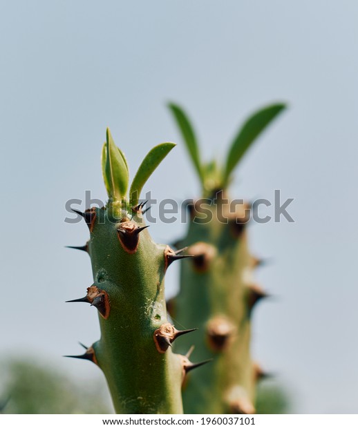 Euphorbia Neriifoli 4 inch Cutting Holy Milk Hedge Large Ornamental Succulent