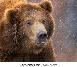 Close-up of a young male grizzly bear shaking his head with water spraying off his fur