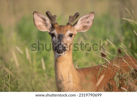 Close-up of young male White-Tailed Deer with antlers looking at camera
