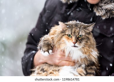 Closeup Of Young Man Holding Angry, Scared Meowing Maine Coon Cat Outside, Outdoors In Park In Snow, Snowing, During Snowstorm, Storm With Snowflakes, Flakes Falling