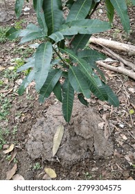 Close-up of a young mango tree trunk and green leaves growing on a dirt mound