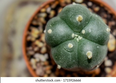 Closeup of young peyote cactus button at a legal peyote farm in south Texas, U.S.A.