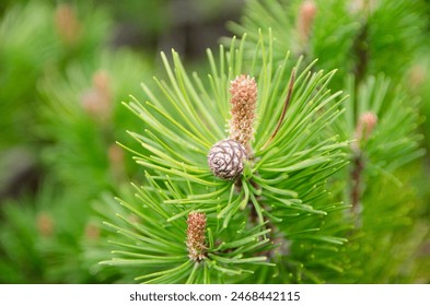 
Close-up of a young pine cone and new growth on a Scots Pine (Pinus sylvestris) branch, showcasing the intricate details of nature. - Powered by Shutterstock