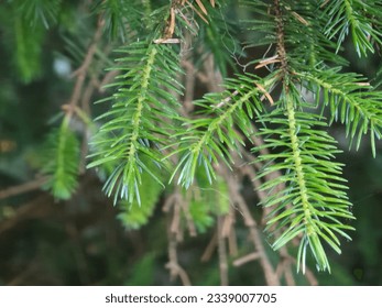 Close-up of young pine needles