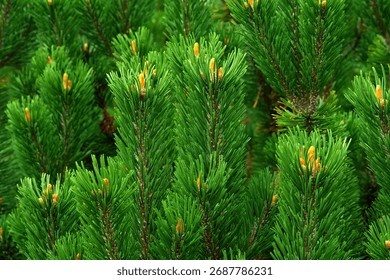 Close-up of young pine tree branches with fresh green needles and new buds in spring. Natural evergreen background with vibrant colors and soft sunlight. Concept of growth, nature, and freshness.