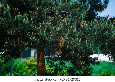 Close-up of young pine tree branches covered with fresh cones and dense green needles in bright sunlight. Natural texture and vibrant spring colors create a lively forest atmosphere.
