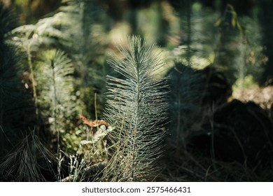 Close-up of young pine tree seedlings in a forest. Sunlight filters through the canopy, illuminating the delicate needles. Perfect for environmental, nature, or forestry themes. Canary pine