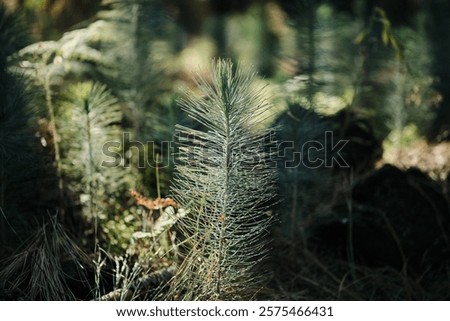 Close-up of young pine tree seedlings in a forest. Sunlight filters through the canopy, illuminating the delicate needles. Perfect for environmental, nature, or forestry themes. Canary pine