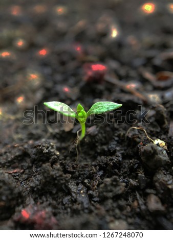 Similar – Tomaten Aufzucht Pflanze