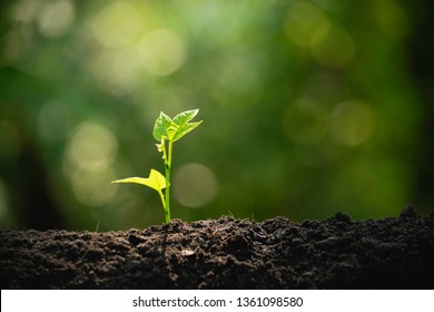 Close-up Young Plant Growing In The Soil Concept Save Nature Or Agriculture On Soft Green Tree Background.