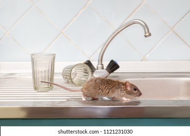 Closeup Young Rat (Rattus Norvegicus) Prowls On The Sink At Kitchen On Background Of Two Faceted Glasses. Fight With Rodents In The Apartment. Extermination.