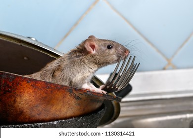 Close-up young rat (Rattus norvegicus) looks out of the dirty pan with forks on background of blue tile in kitchen. Concept of rodent control.