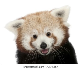 2,687 Panda Front Images, Stock Photos & Vectors | Shutterstock