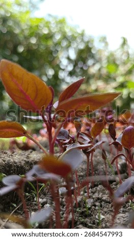 Close-up of young, reddish-brown seedlings sprouting from the soil. Low-angle view of sprouts with magenta veins and blurred background. #Seedlings #PlantSprouts #RedLeaf #Microgreens #NewLife