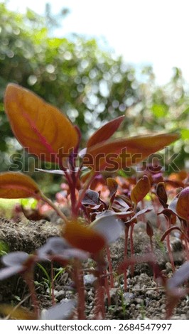 Close-up of young, reddish-brown seedlings sprouting from the soil. Low-angle view of sprouts with magenta veins and blurred background. #Seedlings #PlantSprouts #RedLeaf #Microgreens #NewLife