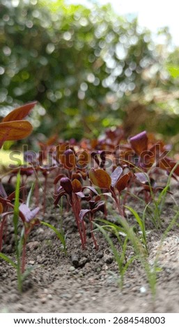 Close-up of young, reddish-brown seedlings sprouting from the soil. Low-angle view of sprouts with magenta veins and blurred background. #Seedlings #PlantSprouts #RedLeaf #Microgreens #NewLife