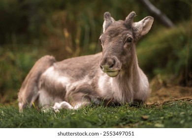 A close-up of a young reindeer resting peacefully on a grassy field, surrounded by soft natural greenery. - Powered by Shutterstock