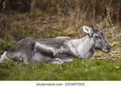 A close-up of a young reindeer resting peacefully on a grassy field, surrounded by soft natural greenery. - Powered by Shutterstock