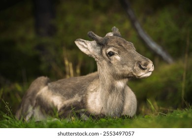 A close-up of a young reindeer resting peacefully on a grassy field, surrounded by soft natural greenery. - Powered by Shutterstock