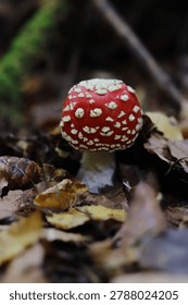 Close-up of a young round fly agaric mushroom cap covered in dense white spots on the forest floor. Small baby Amanita muscaria mushroom emerging through dry autumn leaves in a woodland