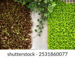 Closeup of young salad in the Bolhao market hall in Porto, Portugal