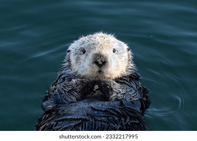 Closeup of young sea otter (Enhydra lutris) Floating in ocean on the California coast, looking directly at camera. 
