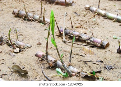 closeup of a young sugarcane