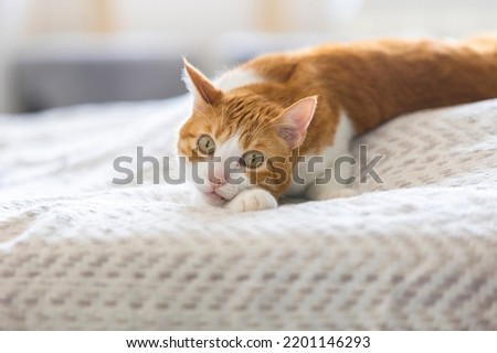 Close-up of a young tiger cat lying in bed eyes open looking at the camera. Close-up photo. Blurred Background.