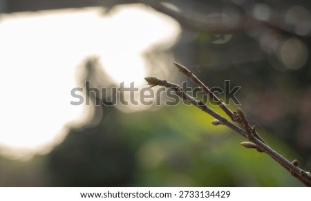 Close-up of young tree buds sprouting on dry branches under bright high-key lighting, symbolizing new beginnings and the arrival of spring