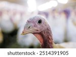 Close-up of a young turkey in a poultry farm during daylight hours in a barn setting. A young turkey gazes directly at the viewer, surrounded by other turkeys in a well-lit barn. 