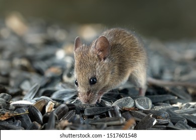 Closeup Young  Vole Mouse Digs A Hole Into Pile Of Sunflower Seeds In Warehouse. Concept Of Rodent Control. 