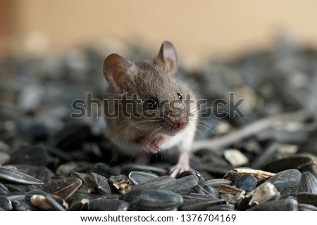 Closeup young wild mouse sits on pile of sunflower seeds in warehouse and looking away. Concept of fight with rodents. 