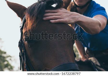 Close-up of young woman hand caressing beautiful chestnut horse head